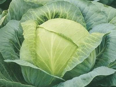 Капуста Харьковская Зимняя