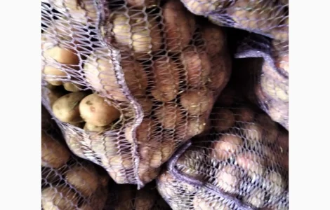 Овоще хранилище закупает борщевой набор. От фермеров и менеденжеров с 20 тонн