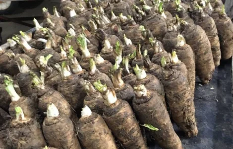 Куплю корінь цикорія