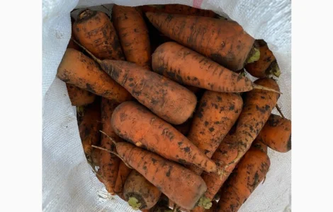 Продажа моркови и лука от поставщика, объем от 10 тонн