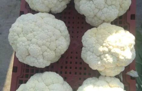 Продам от Китайского поставщика с 20 тонн