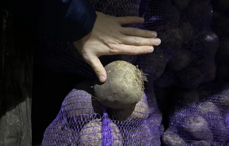 Куплю Картофель Морковь, Капусту, Буряк, Лук для бюджета с НДС