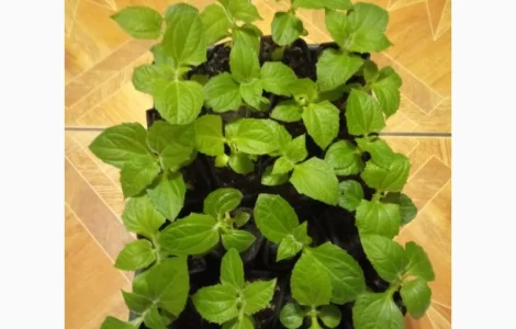 Якон. Розсада якону