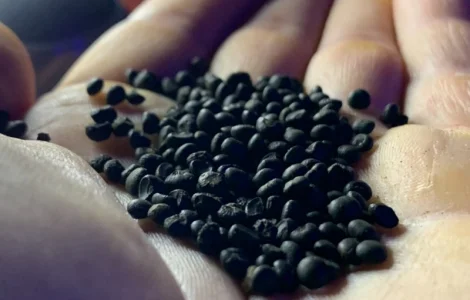 Насіння Аспаргусу Спаржа не гібрид