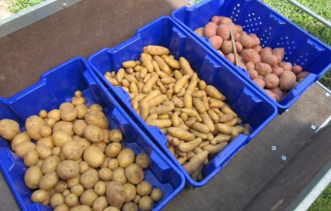 ФГ реалізує насінневу картоплю: Рів'єра