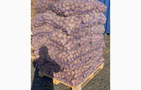 Картопля Товарна Гуртом