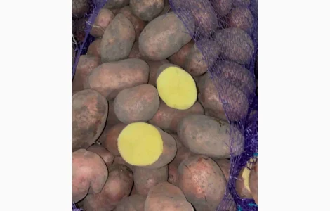 Картопля товарна гуртом, продажа