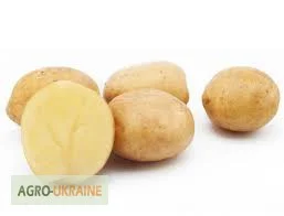 Продам насінну сортову картоплю (Роздріб