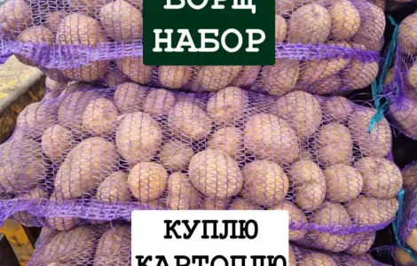 Куплю Картофель ОПТ Украина