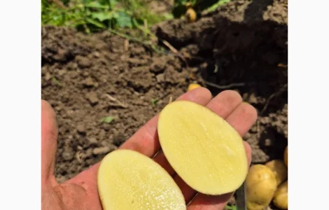 Куплю картоплю товарну та насінну ОПТ Україна