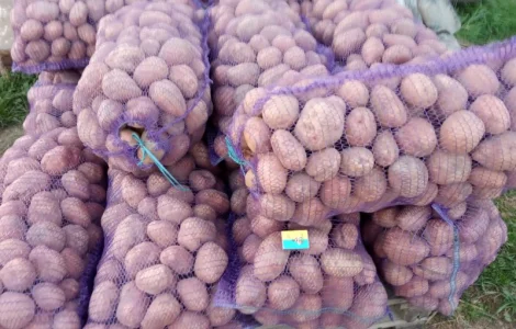 Продам картоплю