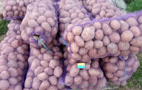 Продам картофель