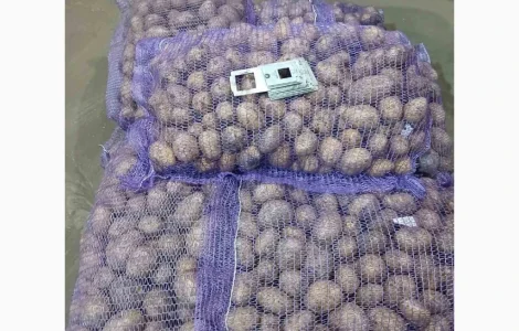Продаємо картоплю оптом