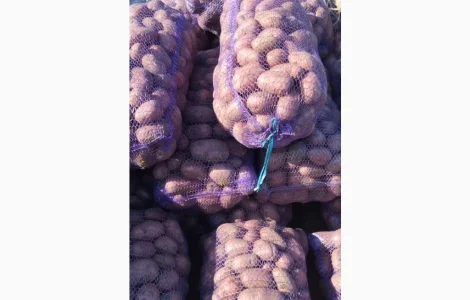 Якісна товарна картопля у продажу