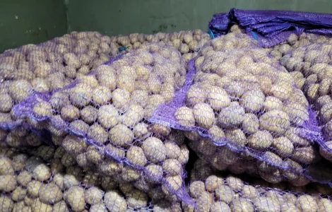 Продам картоплю велику насіневу.рівєра пікасо арізона балароса коломбо