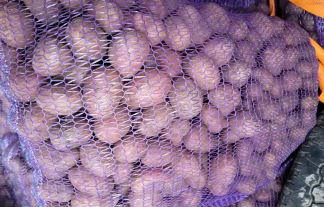 Продам картоплю велику насіневу.рівєра пікасо арізона балароса коломбо