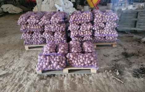 Продам картофель большой семенной.рівєра пікасо арізона балароса коломбо