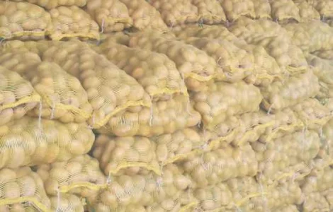 Продам картофель с Польши сорт Гранада и Королева Анна