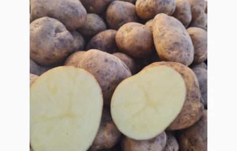 Продам картофель на экспорт