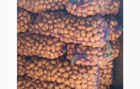 Продам насінневу картоплю, сортів Гранада, Коннект