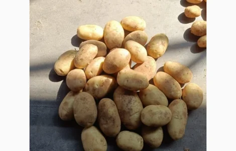 Пропонуємо молоду картоплю свіжу