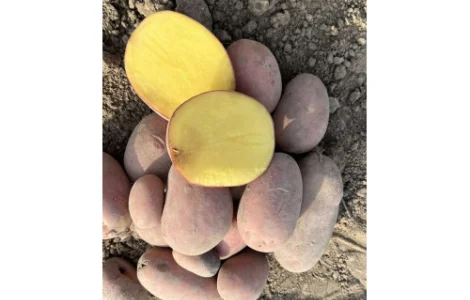 Семенной картофель "Балтик Роуз"