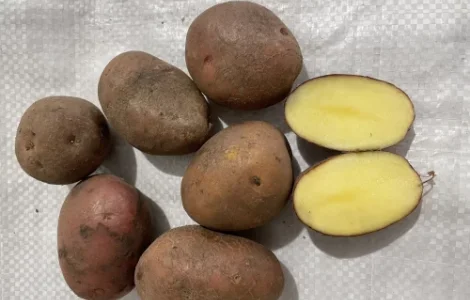 Семенной картофель Белароза (Белая Роса) 5 кг