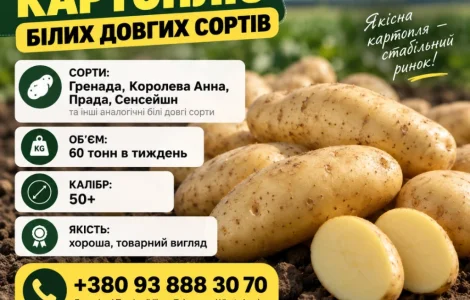 Терміново!!’ Куплю Картофель от 4 ех машин 88 тонн