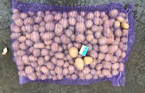 Насіннєва картопля