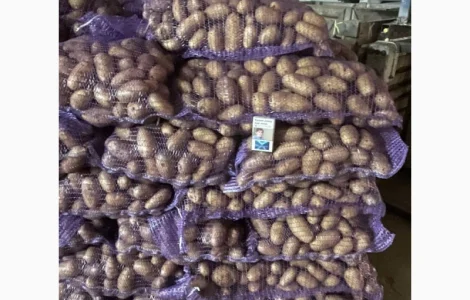 Продаю картоплю