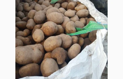 Продаж картоплі з Польщі гуртом великими партіями