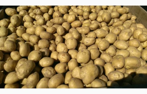 Господарство реалізує картоплю власного виробництва 45-70 мм. Мінімальна партія 3 т