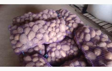 Картопля мелоді 22т