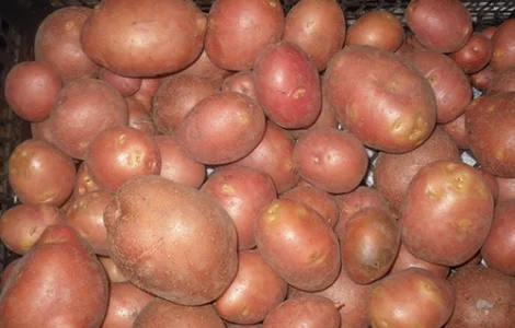 Картофель Рудольф 2.5кг. упаковка