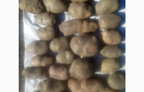 Продам велику та насіннєву картоплю