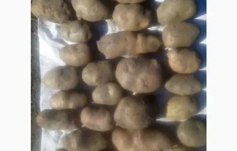 Продам велику та насіннєву картоплю