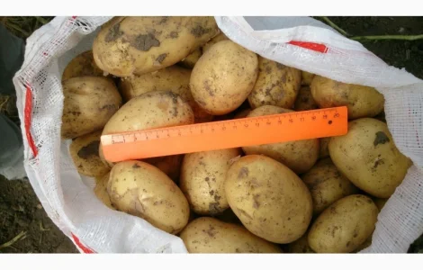 Маю покупців картоплі товарної от фермерів та постачальників з 10 тонн