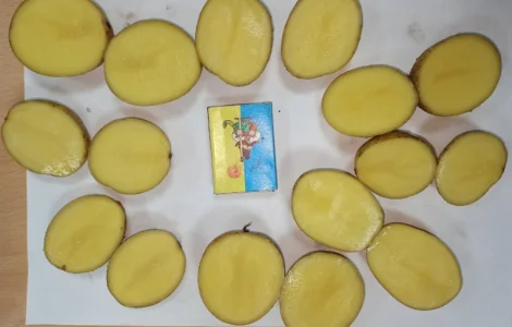 Картопля Мелоді, 1 репродукція, 35/45