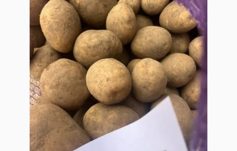 Картопля Мелоді імпорт Прибалтика