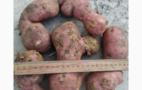 Оптовий продаж картоплі товарної