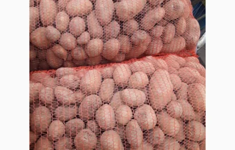 Оптовий продаж товарної картоплі