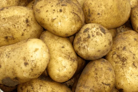 Оптовий продаж картоплі товарної якості