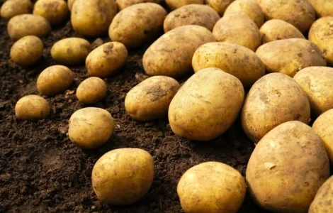 Продаж оптової якісної картоплі