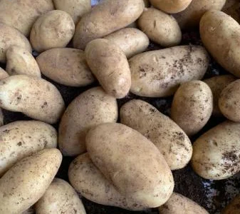 Картопля оптова продаж