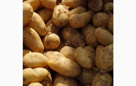 Картопля оптом