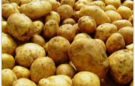 Продаж картоплі оптом