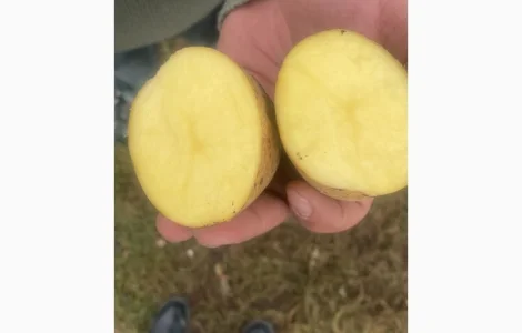 Картофель, Грузия, урожай 2024г. Самовывоз