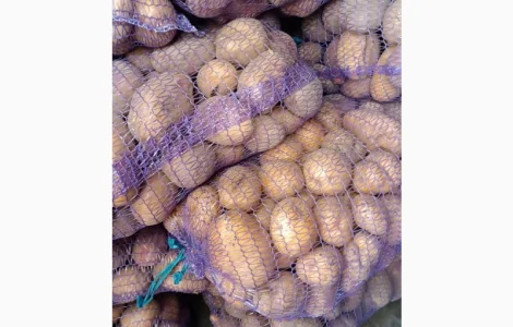 Продам картошку різних сортів