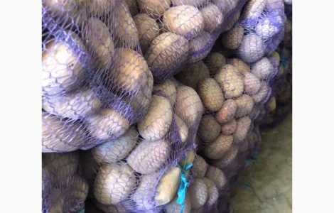 Продам домашнюю картошку Королева Анна белороса