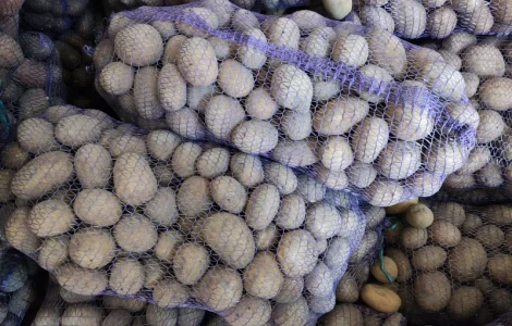 Продам велику картоплю. 2 тони